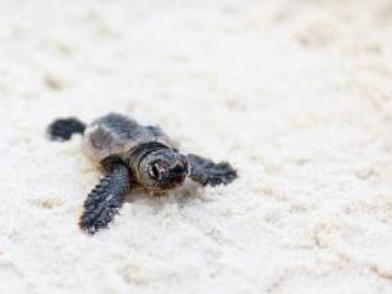 Baby sea turtle