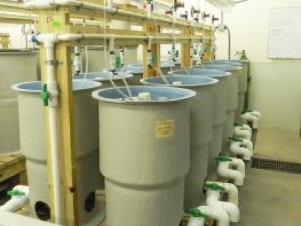 Incubation tanks inside the fish hatchery