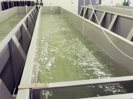 Brood stocks of flounder, pompano and redfish