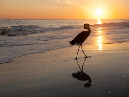 Bird at Sunset in Orange Beach