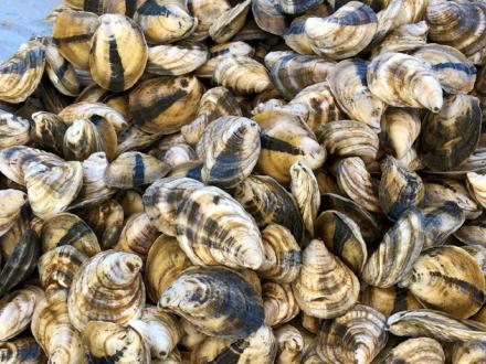 Fresh Gulf Oysters
