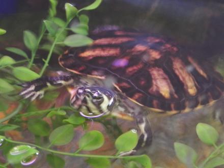 Gulf Coast marine life exhibit