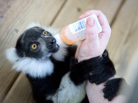Lemur at Alabama Gulf Coast Zoo