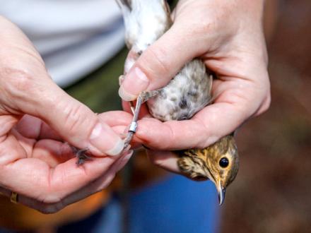 Coastal Alabama Bird Banding Project