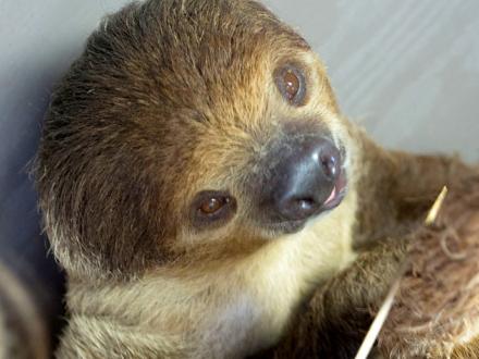 Sloth at Alabama Gulf Coast Zoo