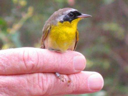 Coastal Alabama Birdwatching Trails