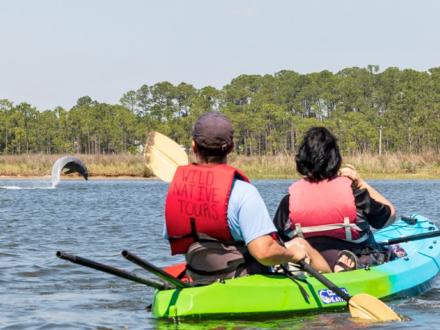 Dolphins and Wildlife Kayak Tour by Wild Native