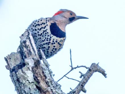Fort Morgan Birding