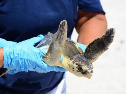 gulf shore sea turtle