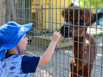 Boy feeding animal at Alabama Gulf Coast Zoo