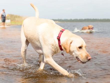 The Dog Pond at Lake Shelby