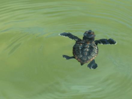 Baby Sea Turtle