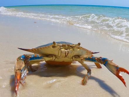 Blue Crab on Alabama's Beaches