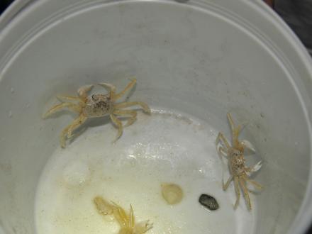 Ghost Crabs on Alabama's beaches