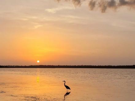 Heron at sunset along Alabama's Gulf Coast