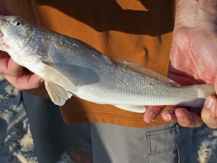 Whiting fish caught on the Alabama Gulf Coast
