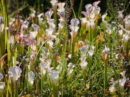 Pitcher plant bogs at Weeks Bay Reserve in Fairhope, AL