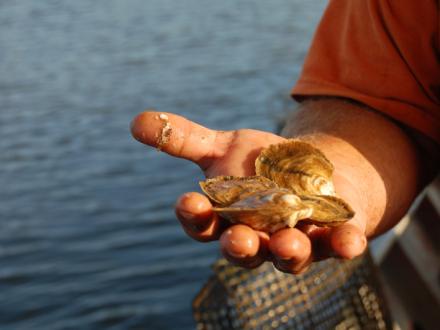 Navy Cove Oysters