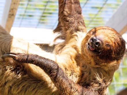 Animal Enrichment Program, Gulf Coast Zoo