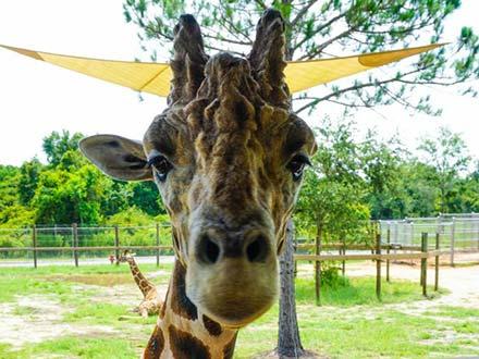 Alabama Gulf Coast Zoo