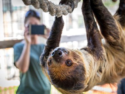 Alabama Gulf Coast Zoo Sloth Encounter