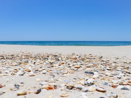 Shelling on Alabama's beaches