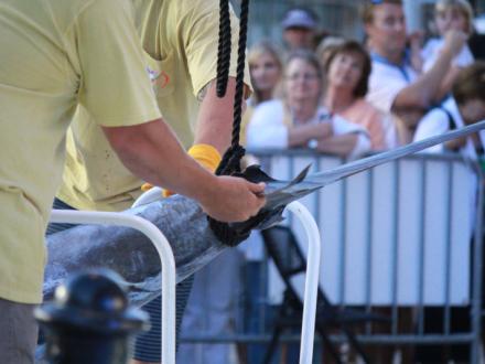 Orange Beach Billfish Classic