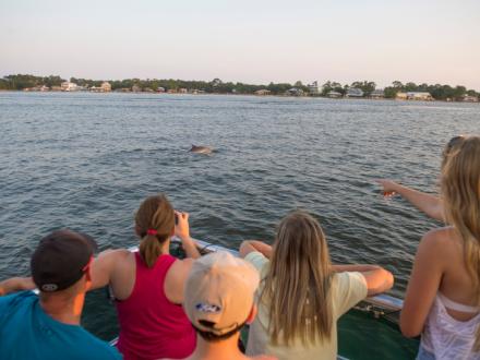 Orange Beach dolphin cruises