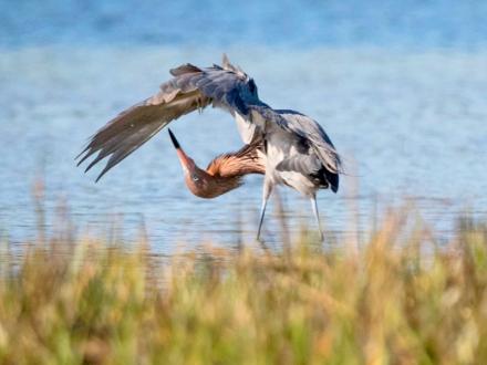 Gulf Coast Wildlife