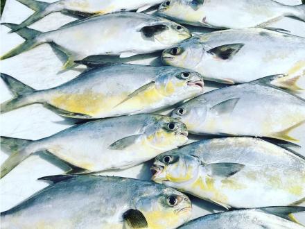 Pompano fish