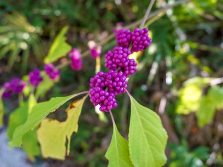Wild berries at Bon Secour National Wildlife Refuge