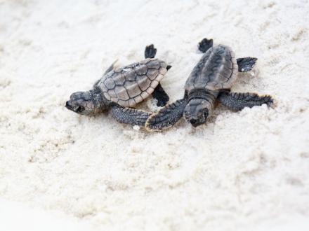 Baby sea turtles on Alabama's beaches