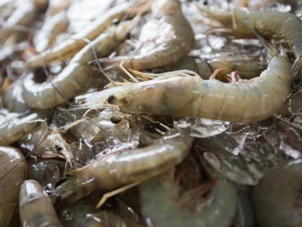 Fresh Gulf shrimp