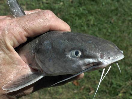 Catfish Fishing In Gulf Shores Orange Beach