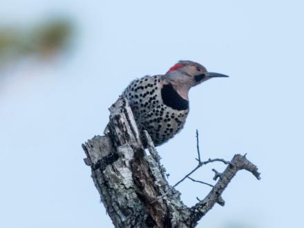 Coastal Bird Fest