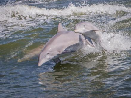 Dolphins Orange Beach