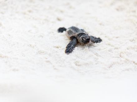 Sea Turtles Alabama Beaches