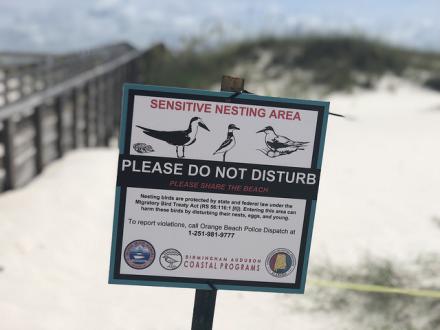 Beach Nesting
