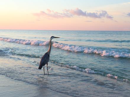 Alabama Coastal BirdFest