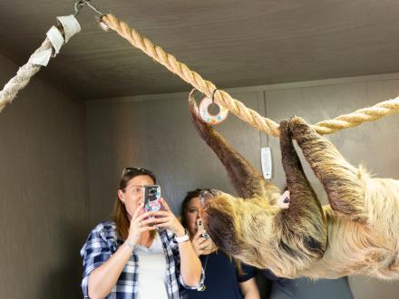 Sloth Encounter Alabama Gulf Coast Zoo