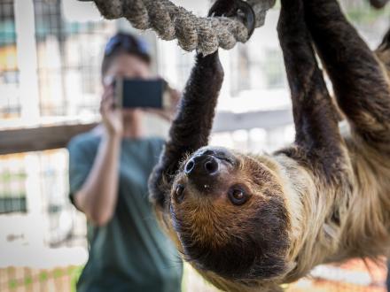 Alabama Gulf Coast Zoo Sloth Encounter