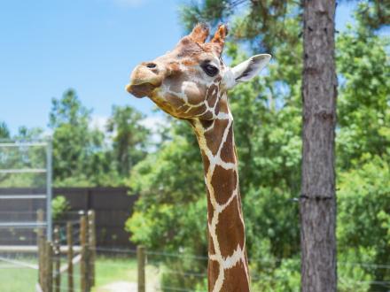 Alabama Gulf Coast Zoo