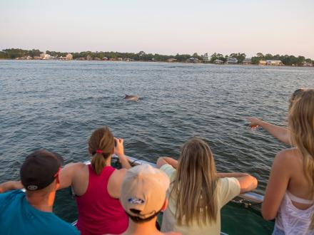 Dolphin Tour Orange Beach