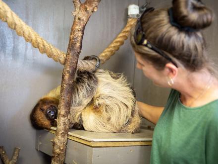 Alabama Gulf Coast Zoo Sloth Encounter