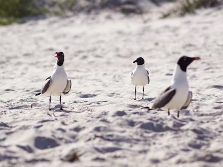 Seagulls Orange Beach