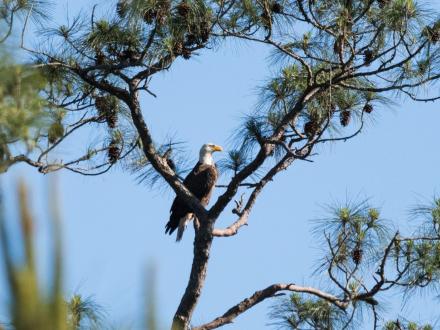 Gulf State Park Eagle