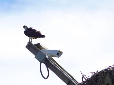 Osprey Orange Beach