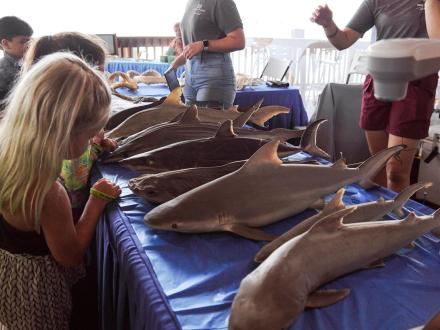 Sharks Found in Coastal Alabama | Gulf Shores & Orange Beach