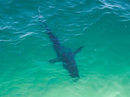 Sharks Found in Coastal Alabama | Gulf Shores & Orange Beach