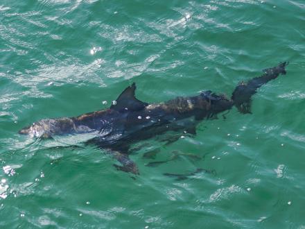 Sharks Found in Gulf Shores & Orange Beach
